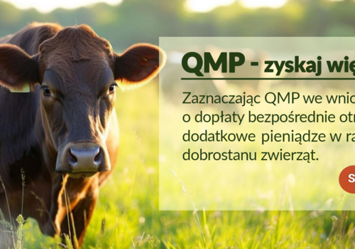 Dodatkowe pieniądze dla hodowców bydła z QMP – tylko do 16 czerwca!