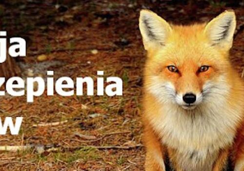 Wiosenna akcja szczepienia lisów