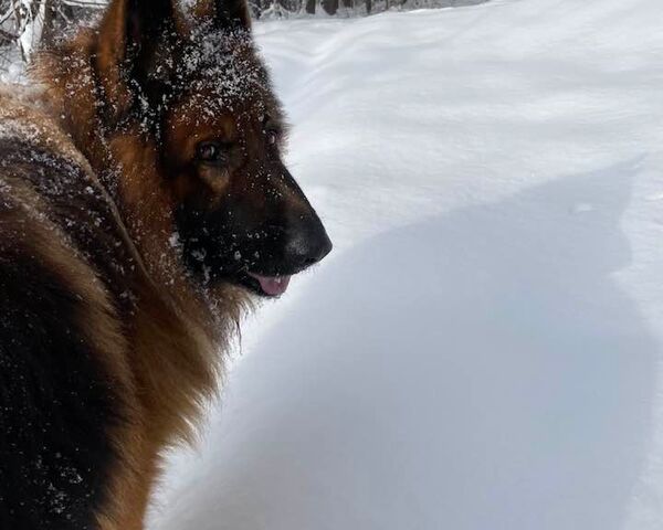 Zadbajmy o naszych czworonożnych przyjaciół zimą