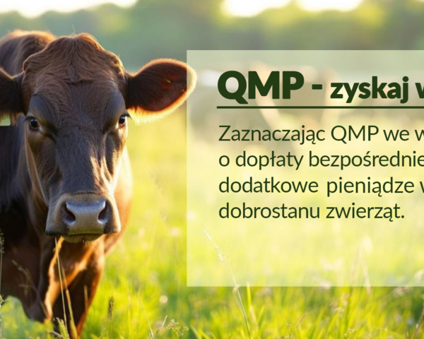 Dodatkowe pieniądze dla hodowców bydła z QMP – tylko do 16 czerwca!