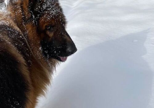 Zadbajmy o naszych czworonożnych przyjaciół zimą