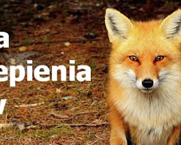 Wiosenna akcja szczepienia lisów